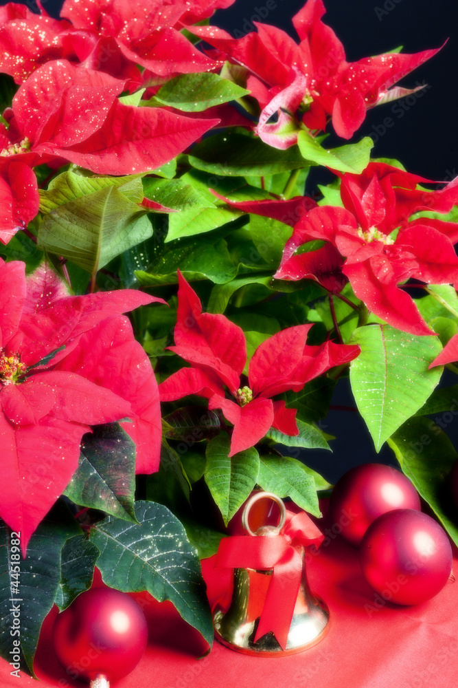 Christmas still life with Poinsettia Christmas still life with Poinsettia