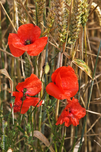 red poppy in field