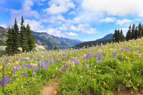 Mt.Rainier hiking trail with wild flowers.