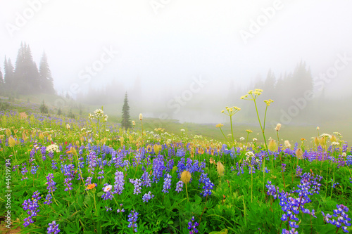 Beautiful wild flowers field with lake in the mountains