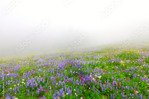Wild flowers blooming in the fog near Mt. Rainier