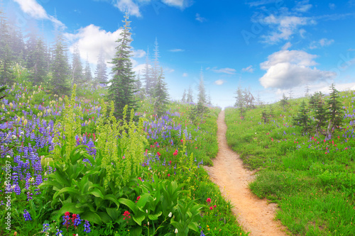 Mt.Rainier. Beautiful mountain landscape with wild flowers.