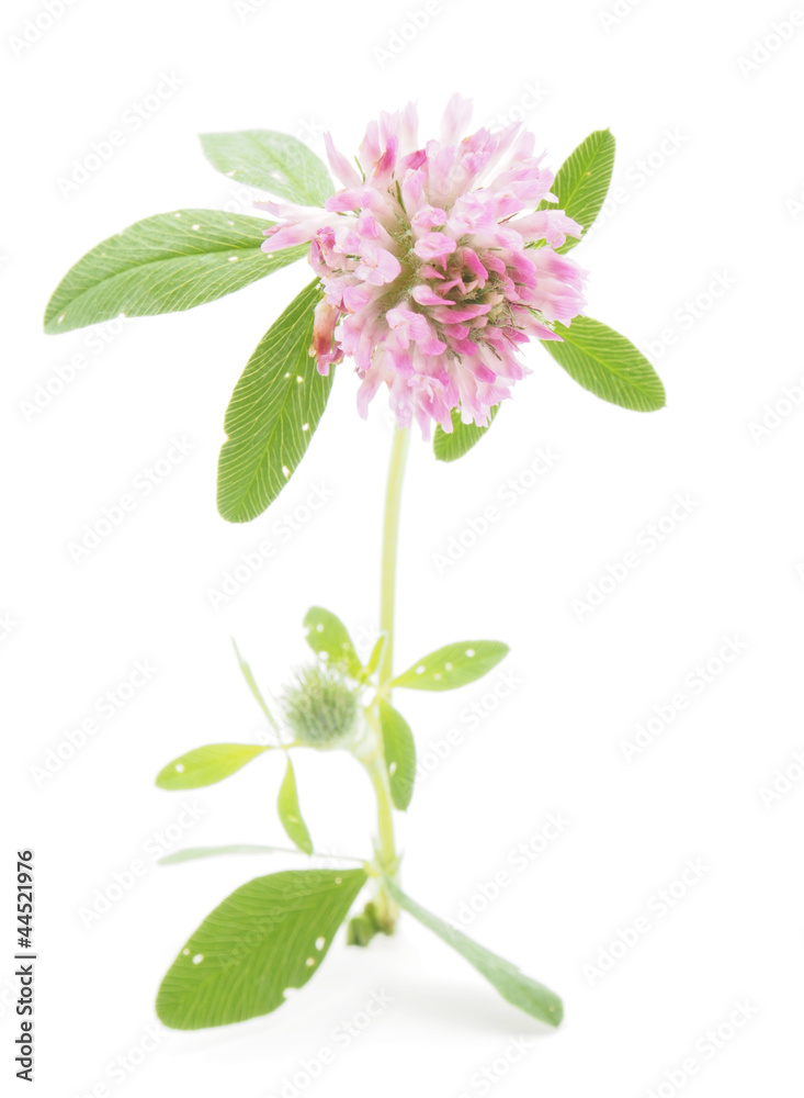 Fototapeta premium Clover flower on a white background