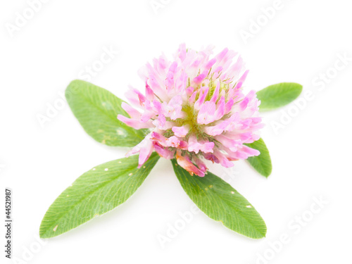 Clover flower on a white background