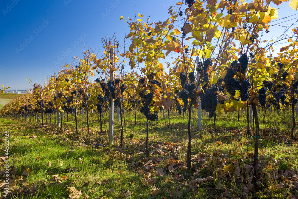 grapevine at vineyard Sonberk, Czech Republic