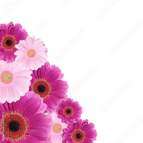 Gerbera Background