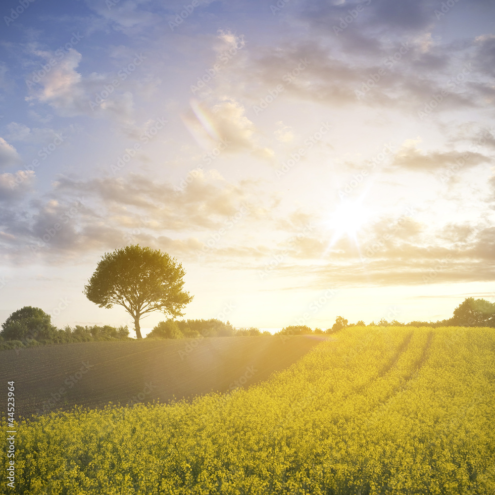 Obraz premium Rapsfeld und Eiche im Sonnenuntergang