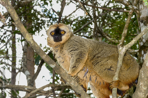 red-fronted brown lemur, lemur island, andasibe photo