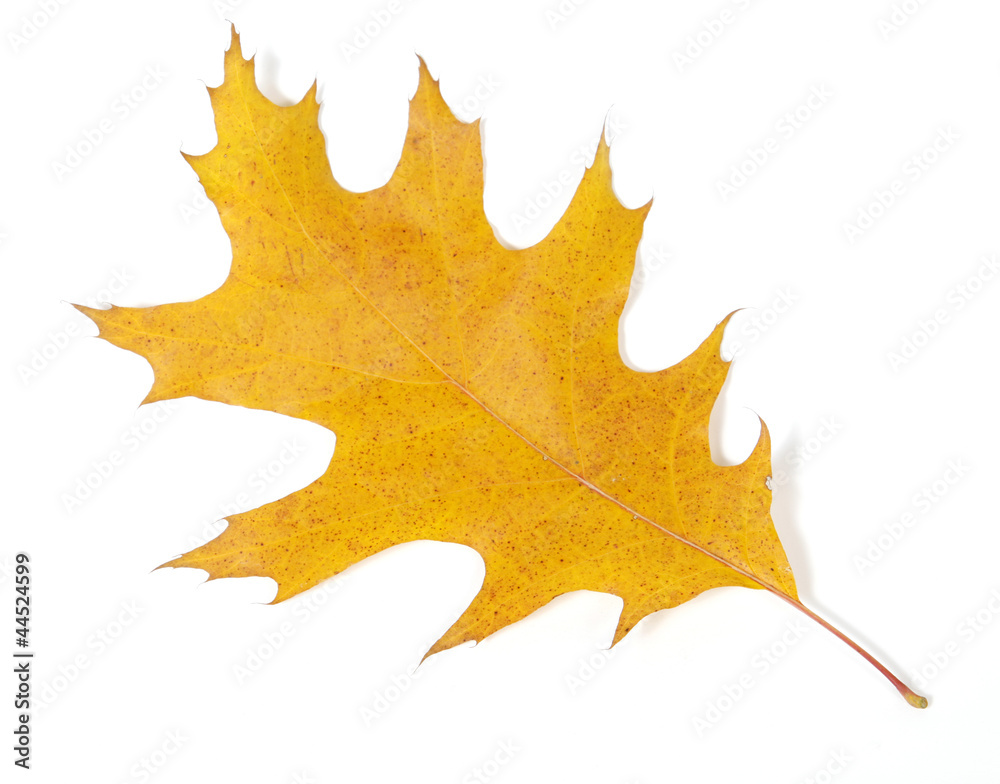 Naklejka premium Yellow oak leaf on the white background