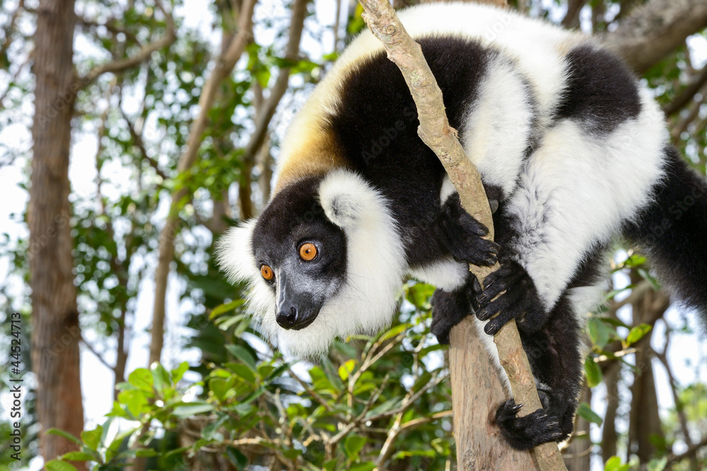 Obraz premium black-and-white ruffed lemur, lemur island, andasibe