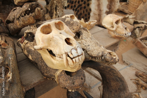 Affenschädel am Voodoo Fetisch Markt, Togo, Afrika © sarlay
