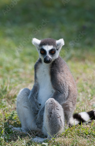 Lemur sat down on the grass