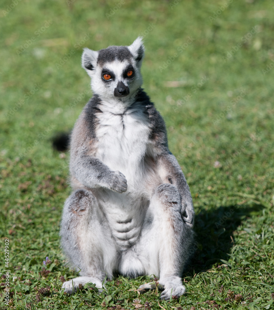 Lemur sat down on the grass (front view)