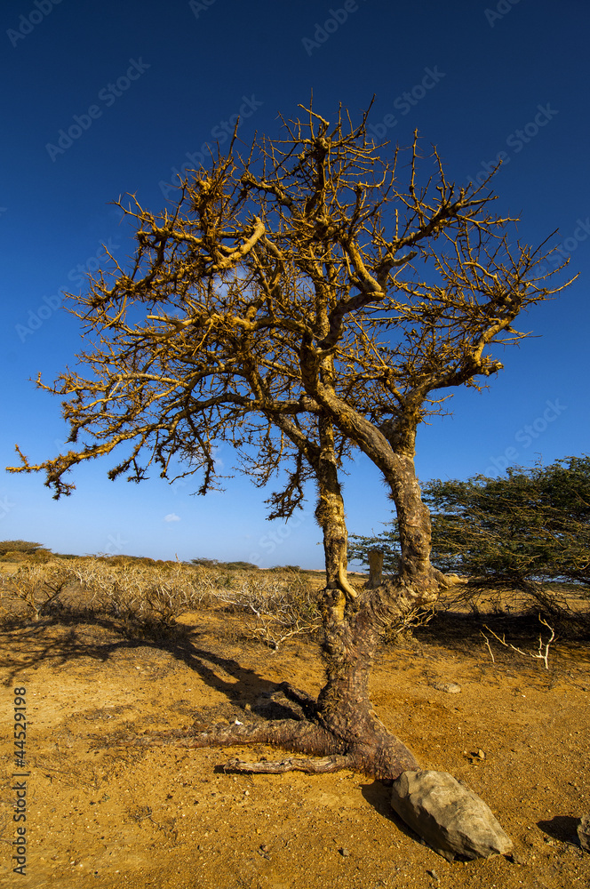 Twisted Tree Twisted Tree