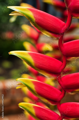 Lobster Claw Flower photo