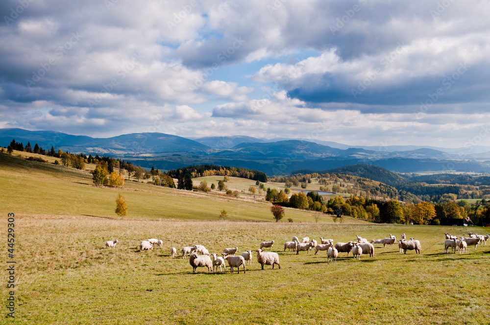 sheep herd in mountains with cloudy sky