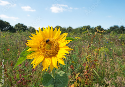 Bee on a sunflower in summer