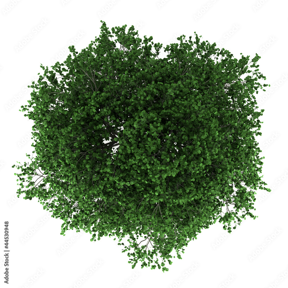 Obraz premium top view of hornbeam tree isolated on white background