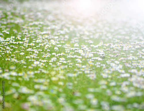 Daisy flowers field