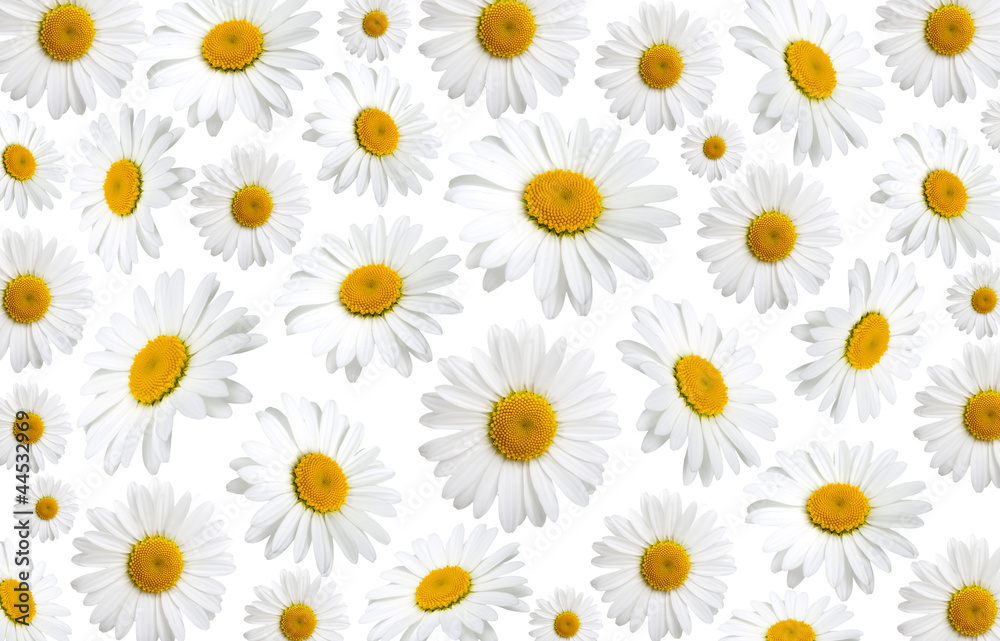 chamomile flowers texture, on a white background chamomile flowers texture, on a white background