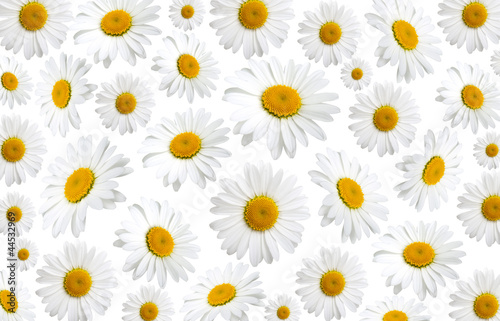 chamomile flowers texture, on a white background © motorolka