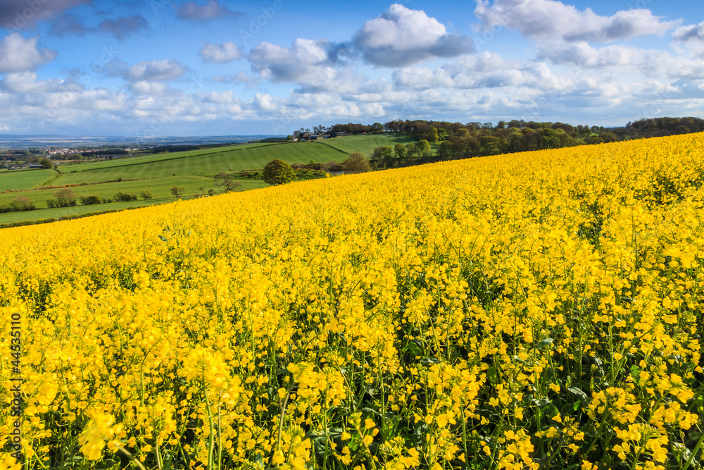 Field of yellow rapeseed on a hill