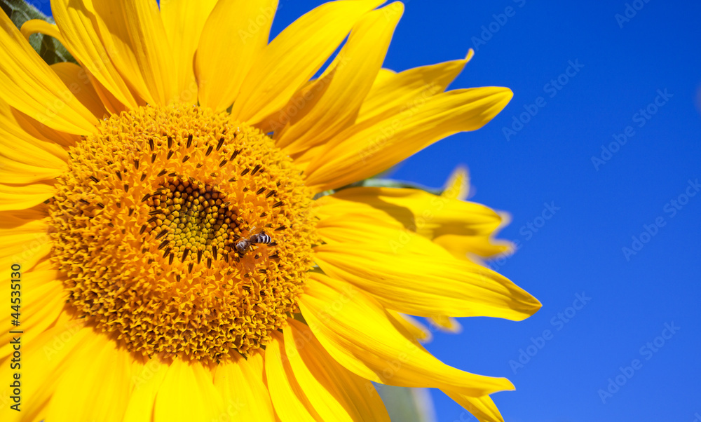 Fototapeta premium Sunflower.