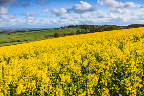 Field of yellow rapeseed on a hill © pwollinga