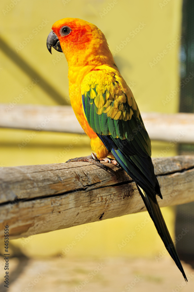 Fototapeta premium Tropical yellow parrot with green wings,
