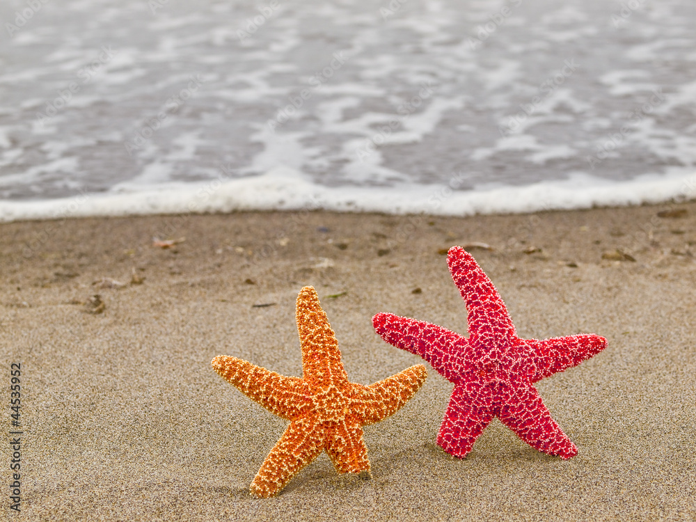 Two Starfish on the Shoreline with Waves in the Background Two Starfish on the Shoreline with Waves in the Background