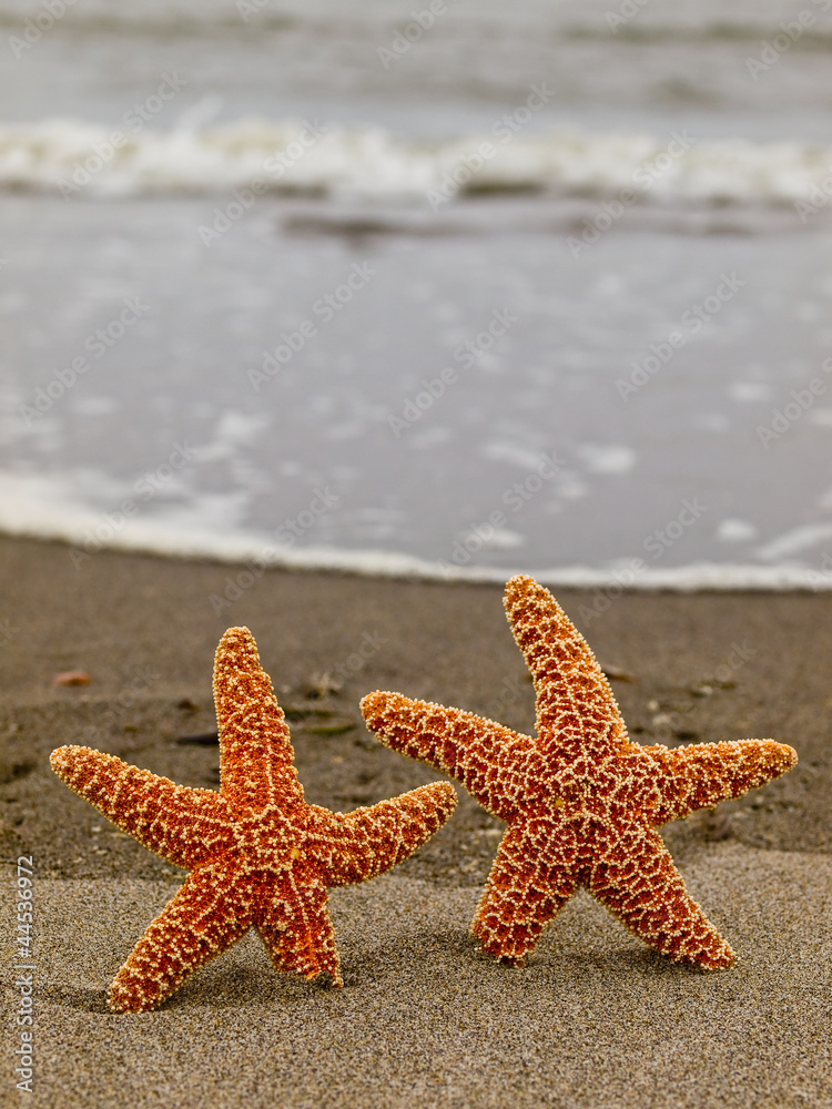 Two Starfish on the Shoreline with Waves in the Background Two Starfish on the Shoreline with Waves in the Background