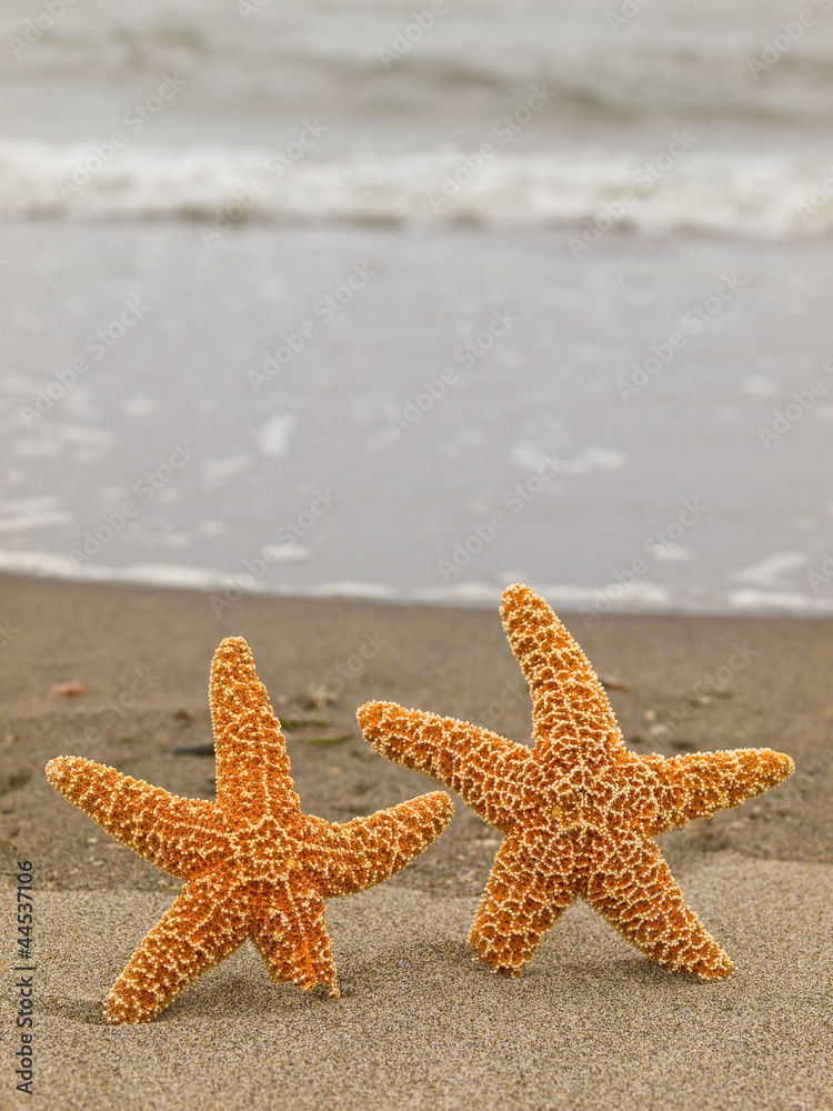 Two Starfish on the Shoreline with Waves in the Background Two Starfish on the Shoreline with Waves in the Background