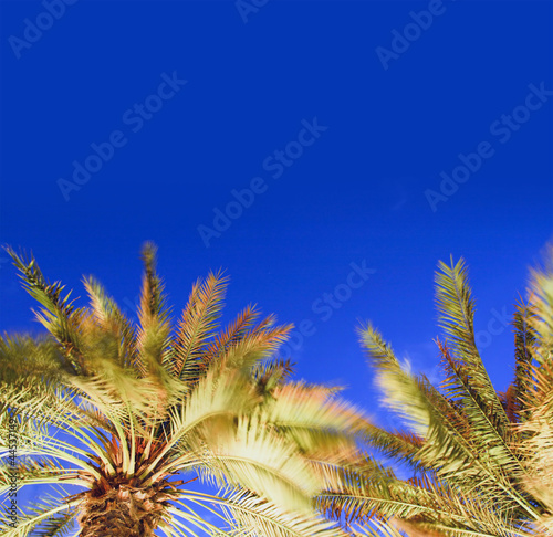 Two tops of a palm tree lighting