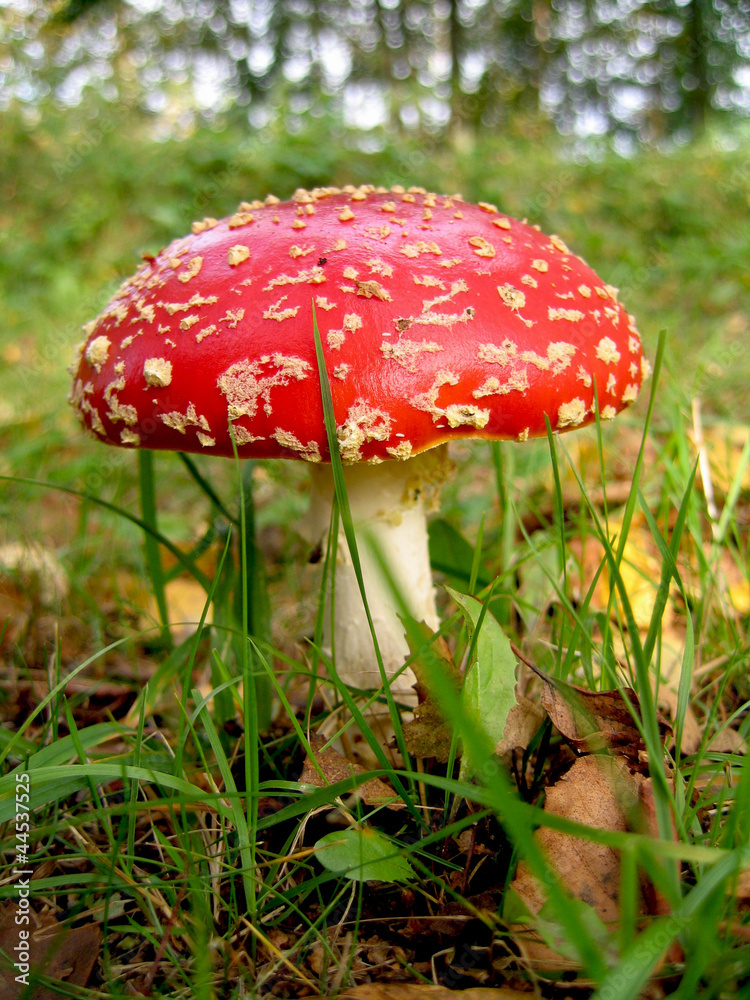 Flyagaric - a poisonous inedible mushroom Flyagaric - a poisonous inedible mushroom