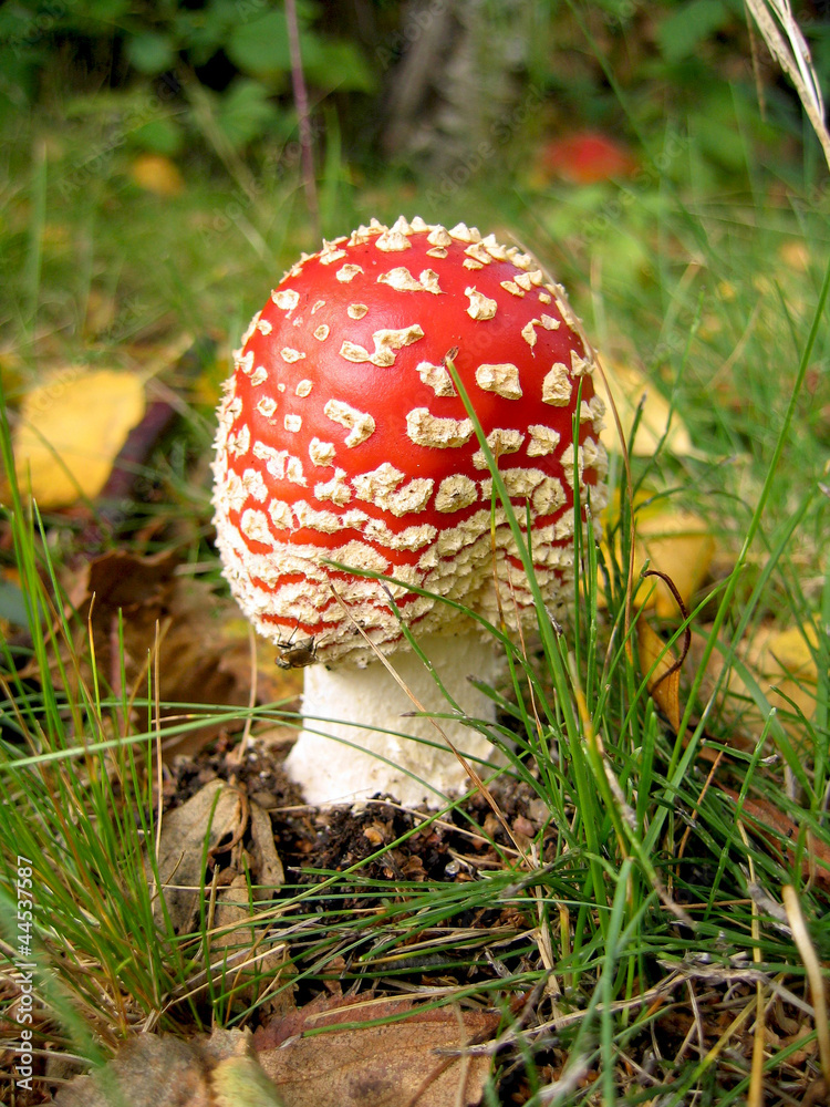 Flyagaric - a poisonous inedible mushroom Flyagaric - a poisonous inedible mushroom