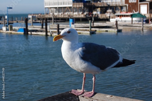 seagull