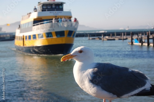 seagull