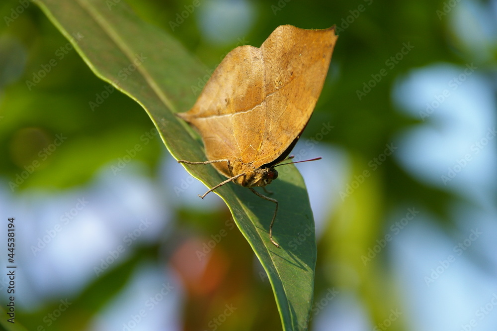 Obraz premium come on