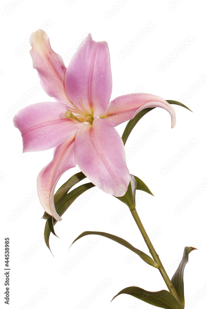 Beautiful decorative light pink lily