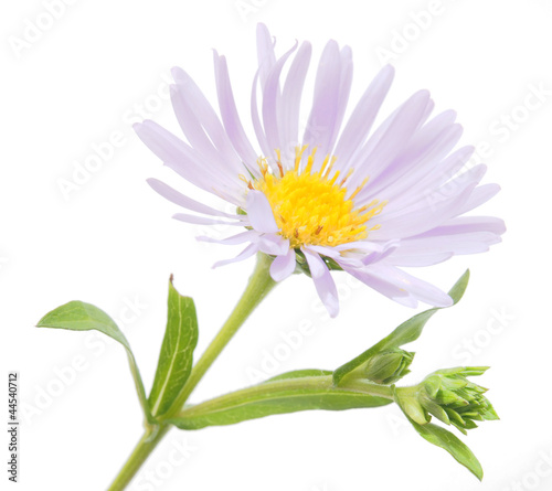 perennial aster on a white background