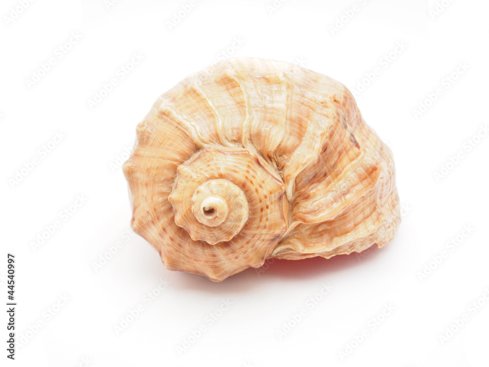 sea ​​shell on white background
