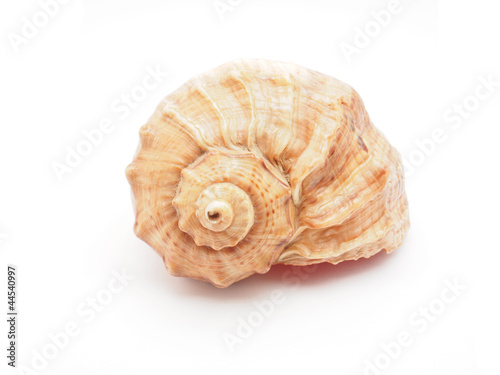 sea ​​shell on white background