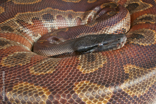 Blood python / Python curtus brongersmai