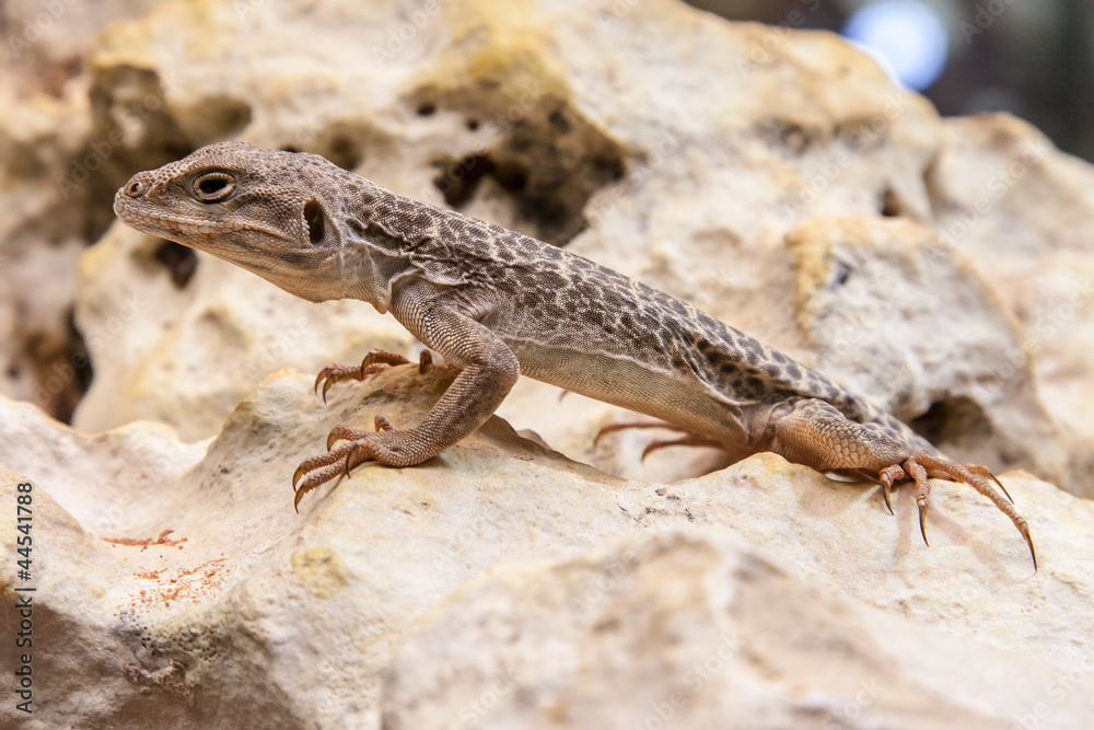 Leopardleguan - Gambelia wislizenii Leopardleguan - Gambelia wislizenii
