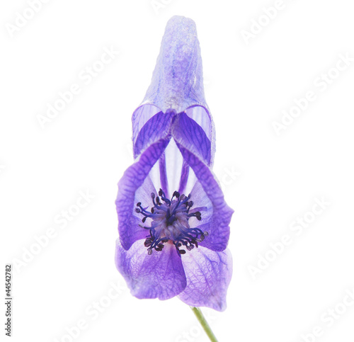 Aconitum napellus on a white background