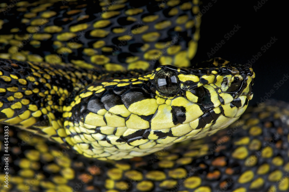 Naklejka premium Jerdon's pitviper / Trimeresurus jerdonii
