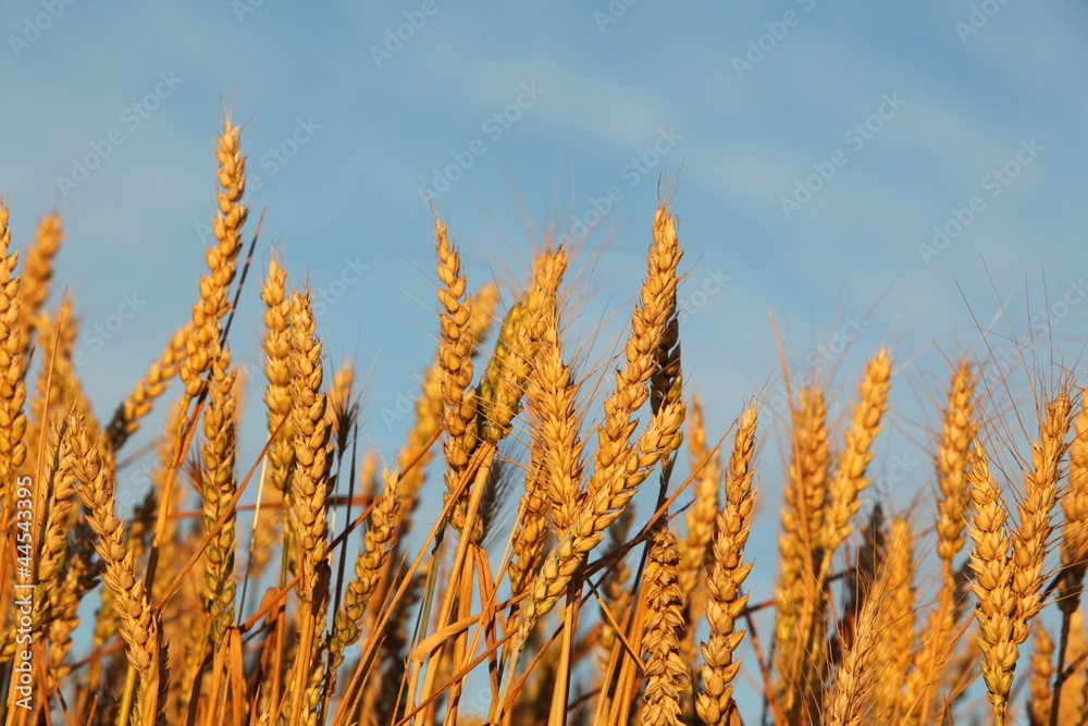Fototapeta premium Wheat field with blue sky