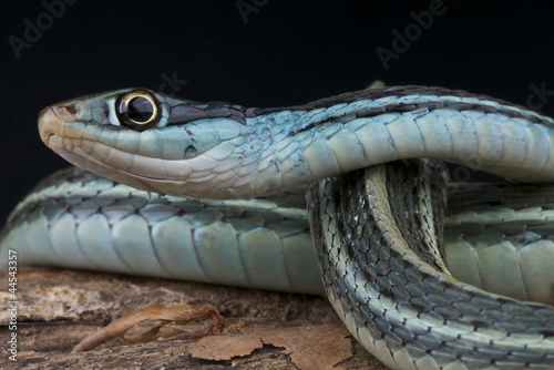 Blue ribbon snake / Thamnophis sauritus