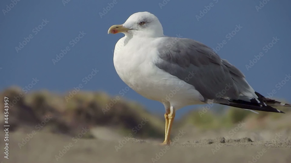 resting seagull resting seagull
