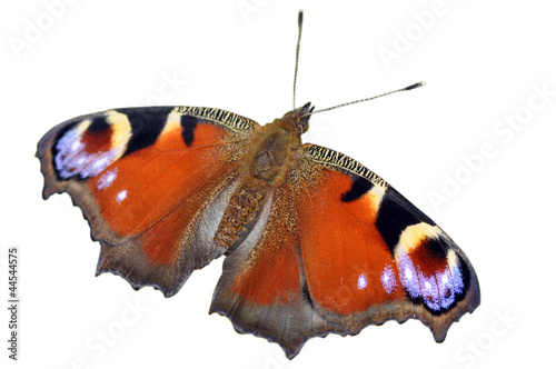 Peacock Butterfly Isolated On White Background